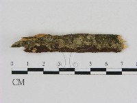 刺革菌屬藏品圖，第1張