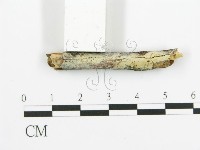 阿太菌屬藏品圖，第3張