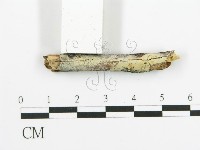 阿太菌屬藏品圖，第4張