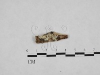 登錄號:F0009141藏品圖，第1張