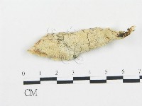 登錄號:F0009144藏品圖，第1張