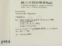 寡孔菌屬藏品圖，第2張