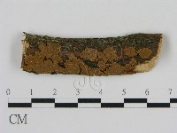 刺革菌屬藏品圖，第1張