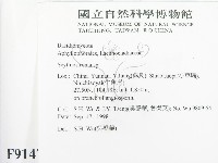 革墊菌屬藏品圖，第2張