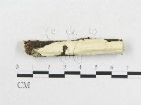 革墊菌屬藏品圖，第1張