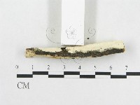 革墊菌屬藏品圖，第3張