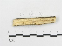 革墊菌屬藏品圖，第4張