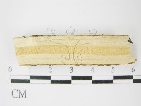 登錄號:F0009151藏品圖，第4張