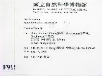 顯絲菌屬藏品圖，第2張