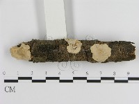 刺皮菌屬藏品圖，第1張