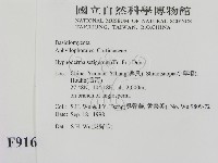 剛毛絲皮菌藏品圖，第2張