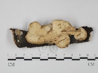 登錄號:F0009173藏品圖，第1張