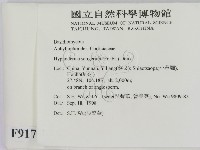 剛毛絲皮菌藏品圖，第2張