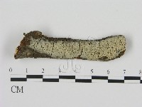 剛毛絲皮菌藏品圖，第1張