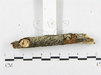 登錄號:F0009182藏品圖，第4張