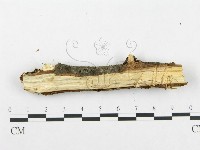 登錄號:F0009182藏品圖，第5張