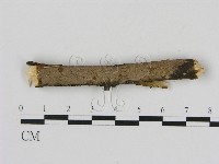 刺革菌屬藏品圖，第1張