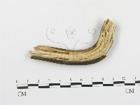 串擔革菌屬藏品圖，第3張