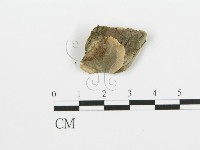 煙管菌藏品圖，第1張