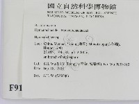 刺革菌屬藏品圖，第2張