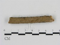 刺革菌屬藏品圖，第3張