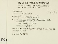 冇骨消絲齒菌藏品圖，第2張