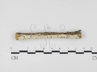 冇骨消絲齒菌藏品圖，第1張