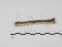 冇骨消絲齒菌藏品圖，第3張