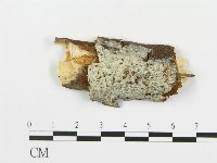 登錄號:F0009195藏品圖，第1張