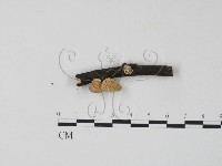 栓菌屬藏品圖，第1張