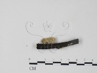栓菌屬藏品圖，第3張