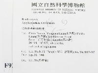 柱擔菌屬藏品圖，第2張
