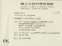 冇骨消絲齒菌藏品圖，第2張