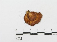 登錄號:F0009215藏品圖，第1張