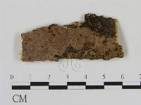 刺革菌屬藏品圖，第1張