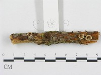 黑蛋巢菌屬藏品圖，第1張