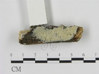 絲齒菌屬藏品圖，第1張