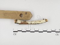 冇骨消絲齒菌藏品圖，第3張