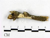 登錄號:F0009229藏品圖，第1張