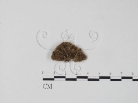 栓菌屬藏品圖，第1張