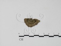 栓菌屬藏品圖，第3張