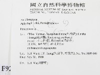 筍殼菌屬藏品圖，第2張