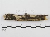 筍殼菌屬藏品圖，第1張