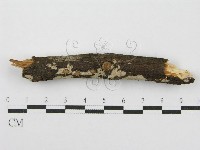 筍殼菌屬藏品圖，第3張