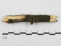 筍殼菌屬藏品圖，第4張