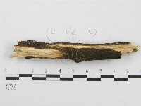 筍殼菌屬藏品圖，第5張