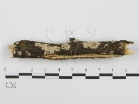 筍殼菌屬藏品圖，第6張