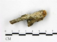 顯絲菌屬藏品圖，第1張