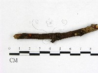 登錄號:F0009239藏品圖，第1張