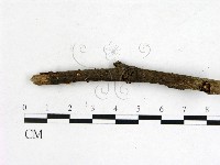 登錄號:F0009239藏品圖，第3張